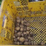 ジャガイモ　220601